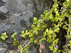 Aeollanthus parvifolius