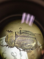 Phyllophaga lanceolata