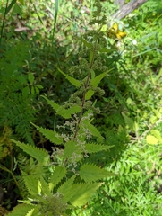 Urtica dioica