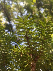 Taxus baccata