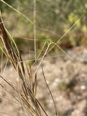 Aristida tuberculosa