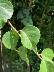 Celastrus orbiculatus