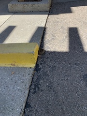 Crotalus oreganus oreganus