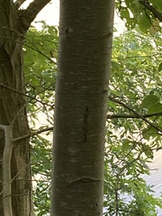Betula lenta