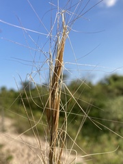 Aristida tuberculosa