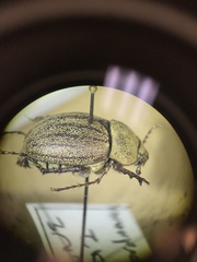 Phyllophaga lanceolata