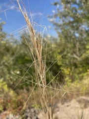 Aristida tuberculosa