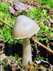 Entoloma strictius