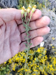 Heterotheca