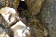 Pachygrapsus marmoratus