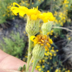 Heterotheca