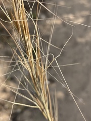 Aristida tuberculosa
