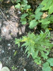 Erysimum cheiranthoides