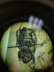 Phyllophaga lanceolata