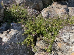 Aeollanthus parvifolius