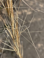 Aristida tuberculosa