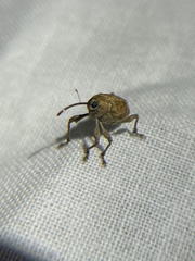 Curculio occidentis