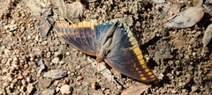 Charaxes jasius