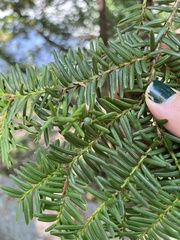 Taxus