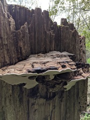 Ganoderma applanatum