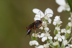 Ichneumonidae
