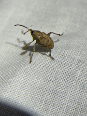 Curculio occidentis