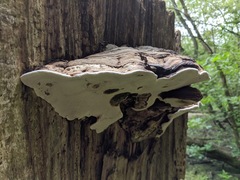 Ganoderma applanatum
