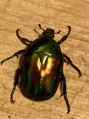 Protaetia speciosissima