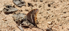 Charaxes jasius