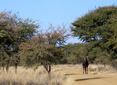 Hippotragus niger niger
