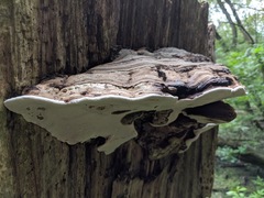 Ganoderma applanatum