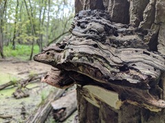 Ganoderma applanatum