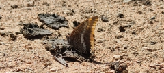 Charaxes jasius