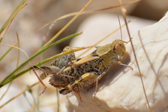Calliptamus italicus