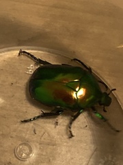 Protaetia speciosissima