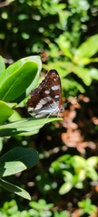 Limenitis reducta