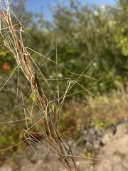 Aristida tuberculosa