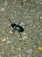 Carabus violaceus