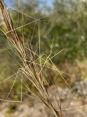 Aristida tuberculosa