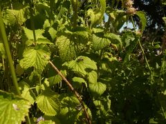 Isodontia