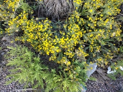 Heterotheca