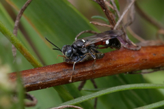 Alysson spinosus