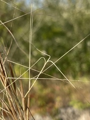Aristida tuberculosa