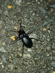 Carabus violaceus