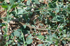 Podarcis siculus