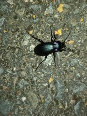 Carabus violaceus