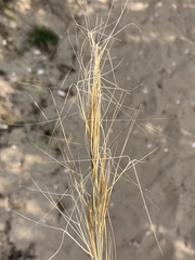 Aristida tuberculosa