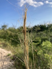 Aristida tuberculosa
