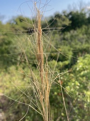 Aristida tuberculosa