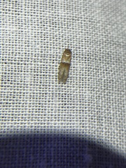 Pigritia